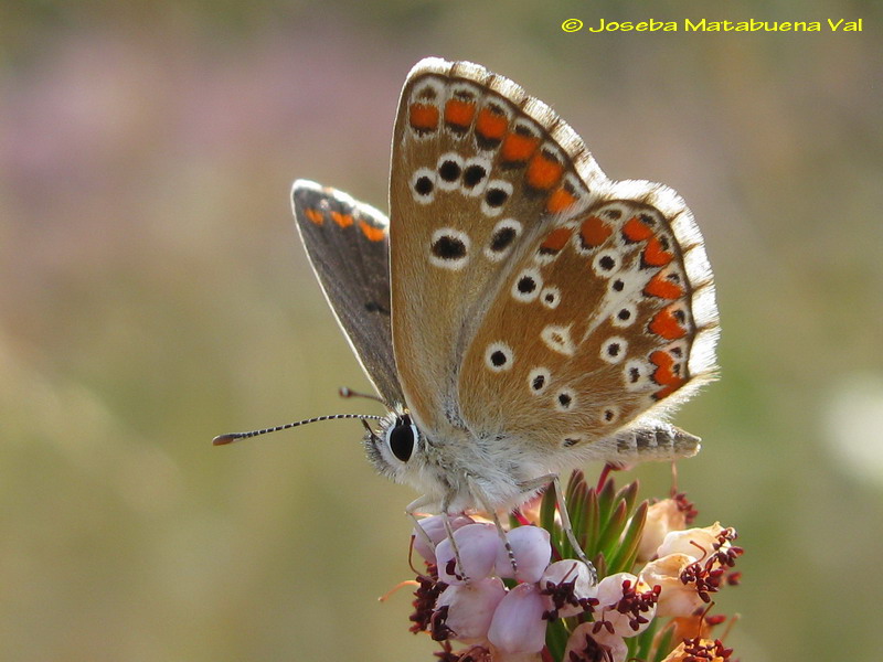 Aricia cramera - Lycaenidae